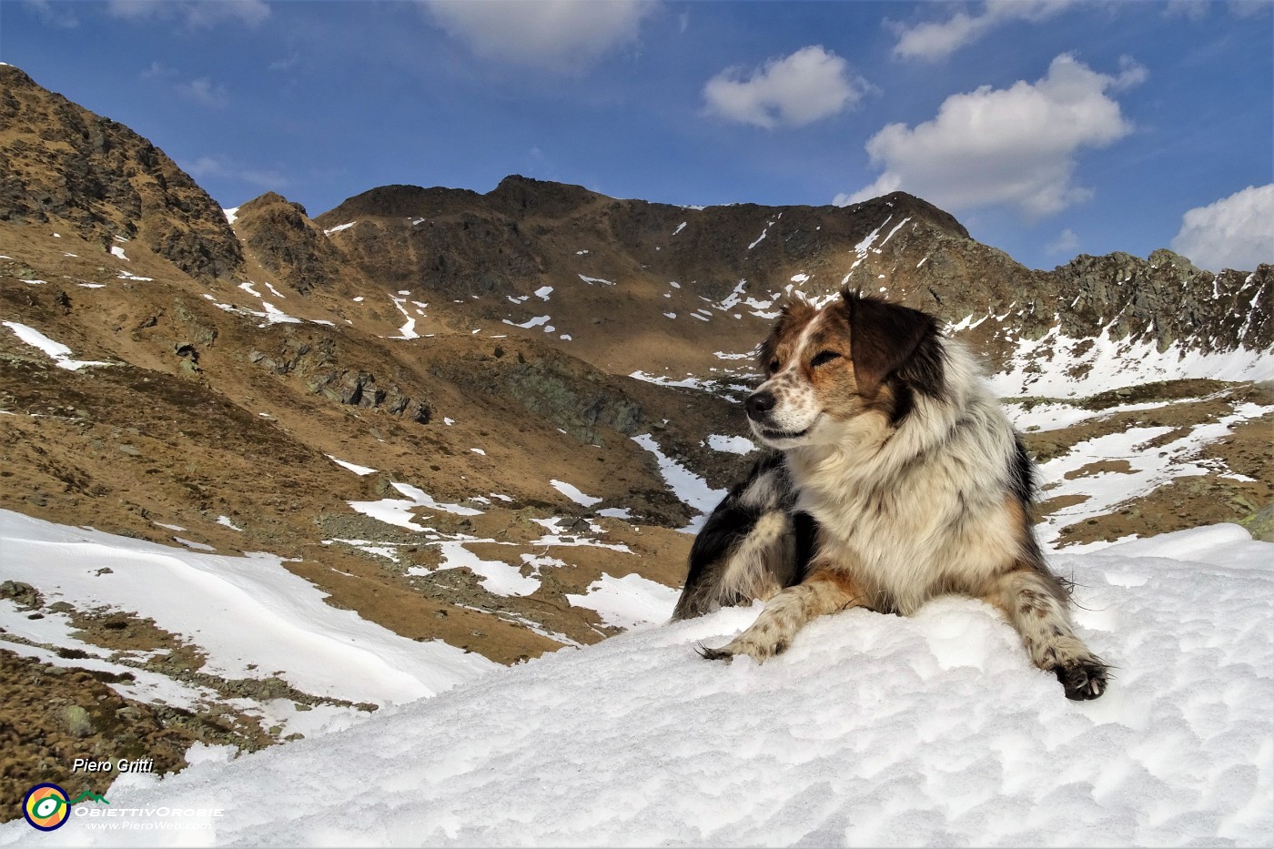 52 Nika si rinfresca sulla neve sullo sfondo dei Monti Tartano e Azzaredo.JPG